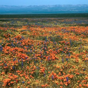 Soda Lake Road