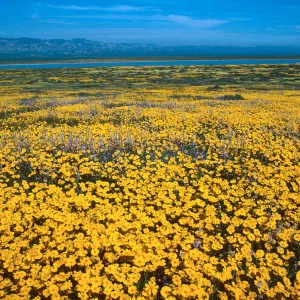Soda Lake