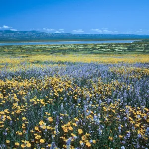 Soda Lake