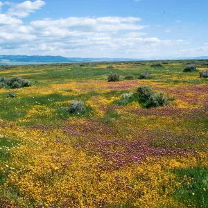 Soda Lake