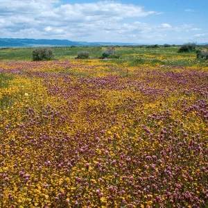 Soda Lake
