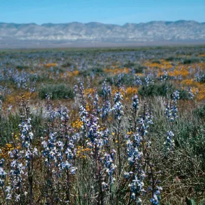 Delphinium recurvatum, Larkspur, Soda Lake