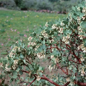 Manzanita, Figueroa