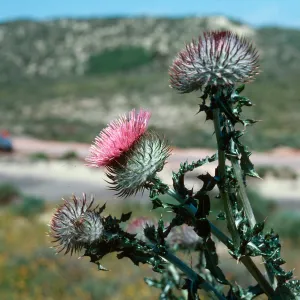 Cirsium, Guadalupe Dunes
