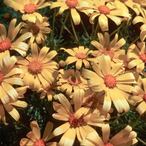 Coreopsis, Guadalupe Dunes