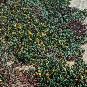 Abronia latifolia, Guadalupe Dunes