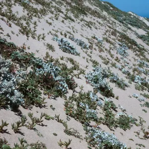 Guadalupe Dunes