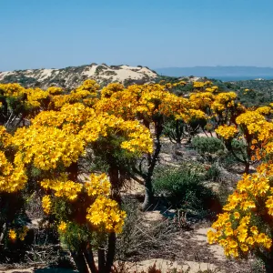 Coreopsis, Guadalupe Dunes