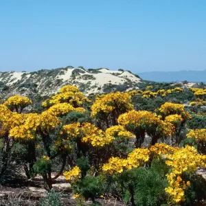 Coreopsis, Guadalupe Dunes