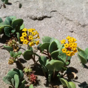 Yellow Verbena (Vervain), Guadalupe Dunes
