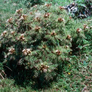 Graciosa thistle, Guadalupe 