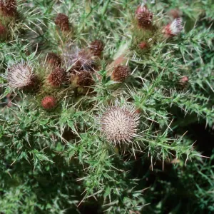 La Graciosa Thistle, Guadalupe Dunes