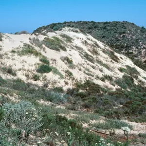 Guadalupe Dunes