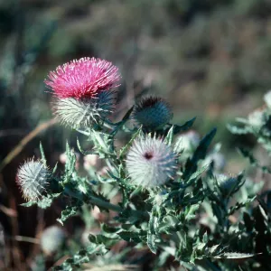 Guadalupe Dunes
