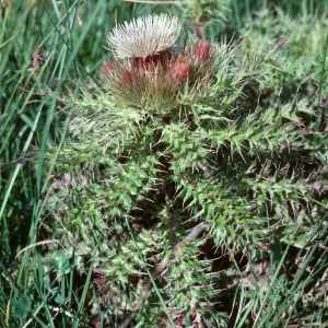 Cirsium, Guadalupe Dunes