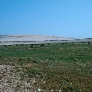 Guadalupe Dunes