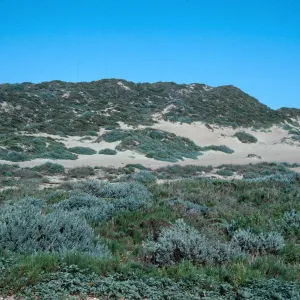 Guadalupe Dunes