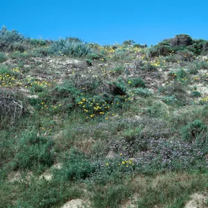 Guadalupe Dunes