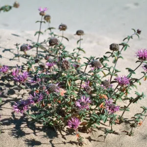 Guadalupe Dunes