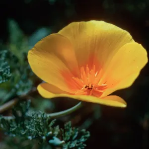Guadalupe (California Poppy)