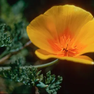 Guadalupe (California Poppy)