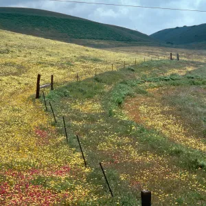 flowers, Mt. Abel