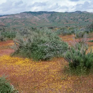 Ballinger Canyon