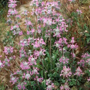Ballinger Canyon