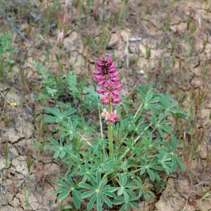 Ballinger Canyon, Lupinus (Lupine)