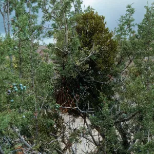 Ballinger Canyon