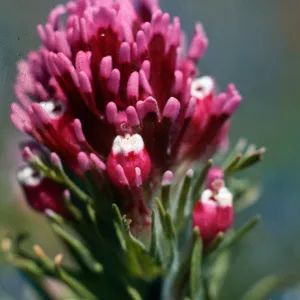 Antelope Valley Poppy Reserve