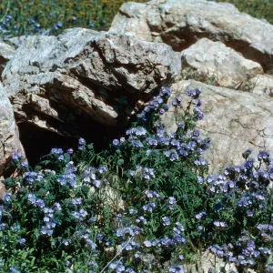 Antelope Valley Poppy Reserve