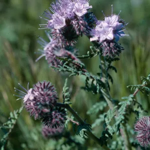 Antelope Valley Poppy Reserve