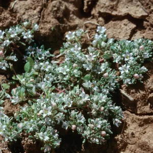 Parishella californica, Corral Canyon, mile (sic) 33