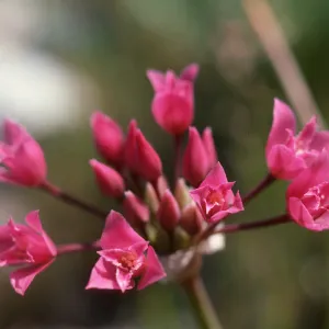 Allium, Figueroa Mountain