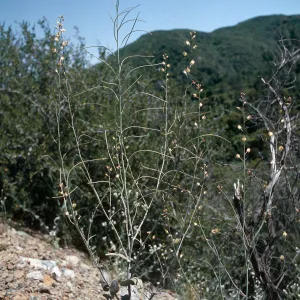 Caulantus amplexicaulis, Figueroa Mountain