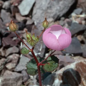 Desert Fivespot, Death Valley
