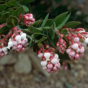 Hollister Ranch (Manzanita)