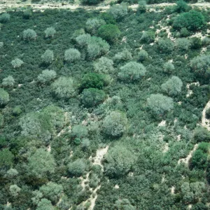 Burton Mesa