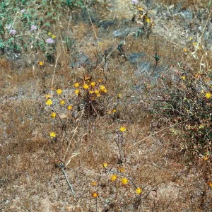 Cuesta