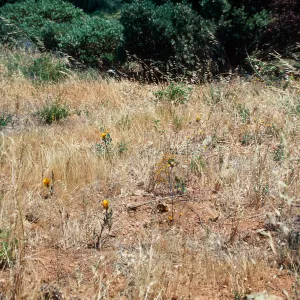 Cuesta