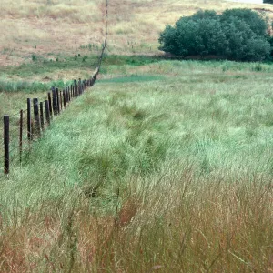 Meadow, Los Alamos