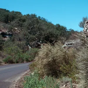 Mallow, Cat Canyon
