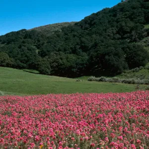 Sainz Ranch