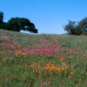 Sainz Ranch