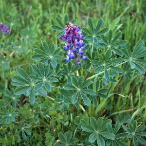 Lupinus succulentus