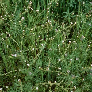 Plagiobothrys, Los Alamos