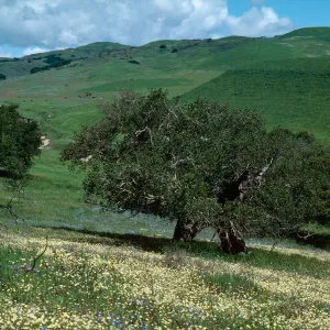 Sainz Ranch