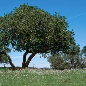 Sainz Ranch