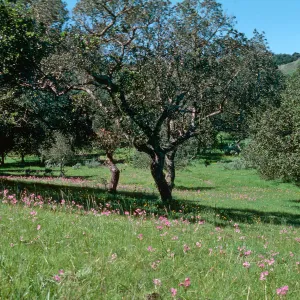 Shooting stars, Sainz Ranch